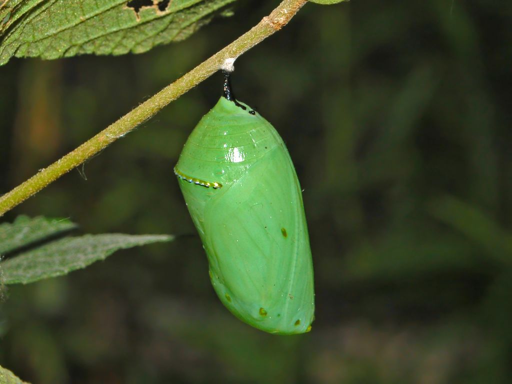 Danaus plexippus